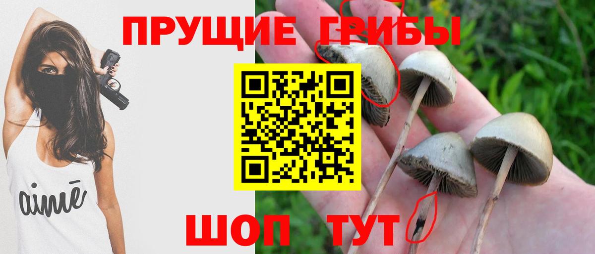 Кизляр  Псилоцибиновые грибы GOLDEN TEACHER  Вход с VPN 